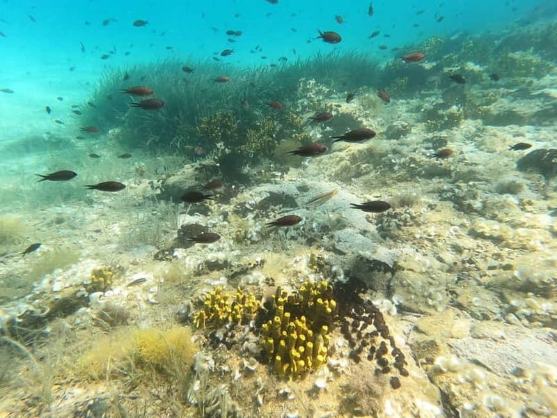 Chalkidiki: Snorkeling Adventure in Sithonia - Price and value: what $64 includes that saves you money