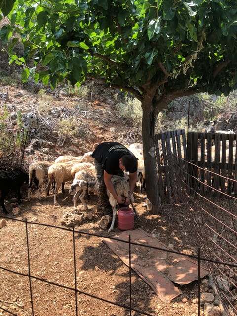 Chania Area: Cooking Class at a Farm in Stylos Village - Arriving at a family farm in Stylos