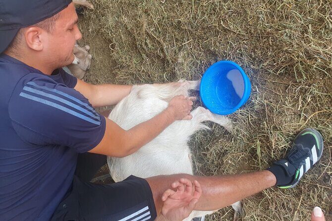 Chania Area: Cooking Class at a Farm in Stylos Village (organic) - Stylos Village Farm Tour: Sheep, Goat Milking, and Cheese Making