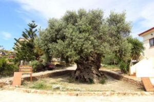 Chania Area: Food Tasting Tour with Winery Visit - The Wood-Oven Bakery Stop: How Cretan Bread Gets Made
