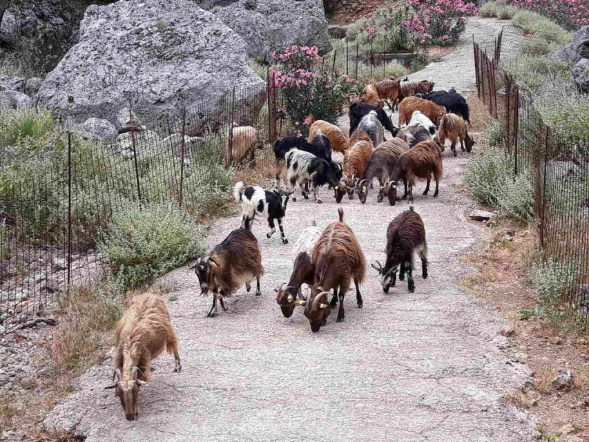 Chania: Balos and Falassarna Tour with Loungers and Lunch - Price and value: does $194 make sense?