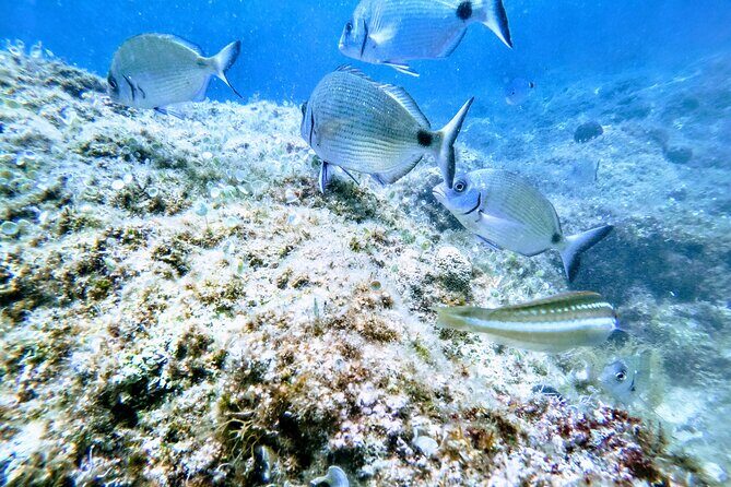 Chania Guided Snorkeling and Boat Excursion - The big idea: a simple, well-run 3–4 hour snorkeling boat day