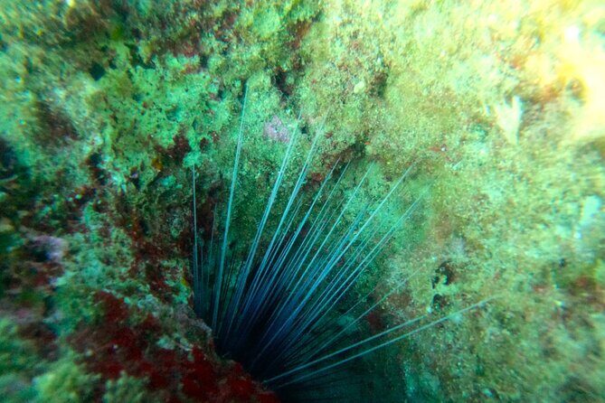 Chania Guided Snorkeling and Boat Excursion - What it feels like underwater: clear water, small surprises, and guide attention