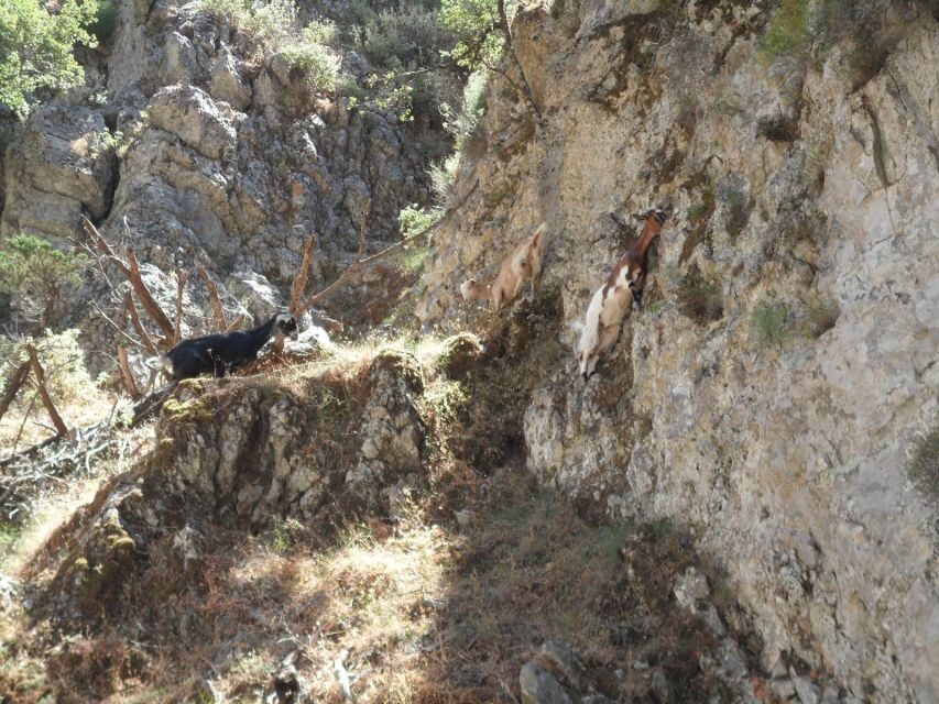 Chania: Imbros Gorge and Libyan Sea Day Tour - FAQ