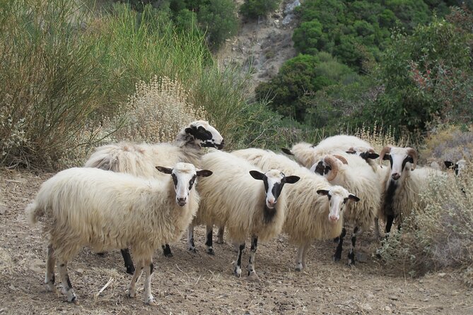 Chania Nature & Villages, White Mountains & Unique Cretan Lunch - Theriso Gorge and the story of Theriso village