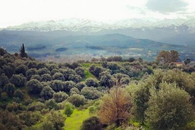 Chania Nature & Villages, White Mountains & Unique Cretan Lunch - Zourva, Paradisos, and the White Mountain forest