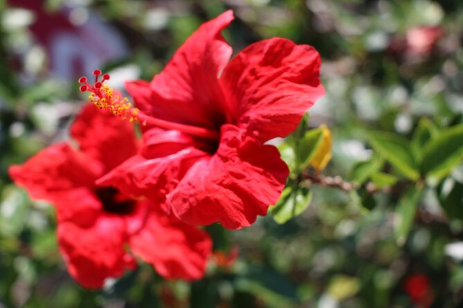 Chania Nature & Villages, White Mountains & Unique Cretan Lunch - Lakki lunch: the heart of the day