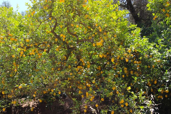 Chania Nature & Villages, White Mountains & Unique Cretan Lunch - Omalos Plateau and the road to Xyloskalo