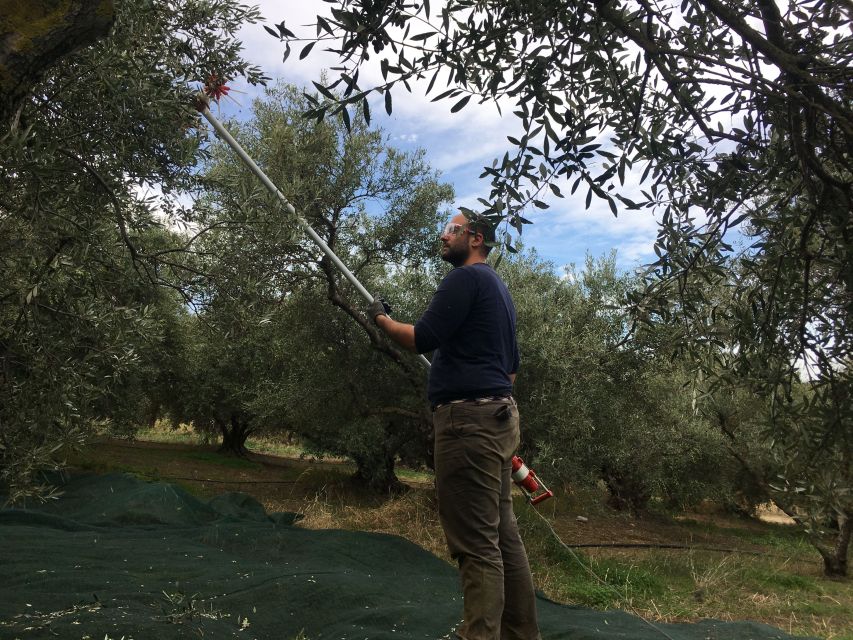 Chania Private Olive Oil Tour: Oil Tasting & Villages Tour - Finishing at a working modern olive oil factory