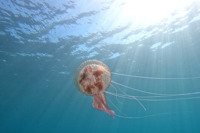 Chania Scuba Diving 2 Shore Dives(Receive Certification) - Key points to know before booking