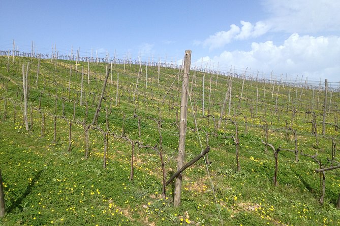 Chania Shore Excursion Off Road Vineyard and Winery Tour Half Day - Key points to know before booking