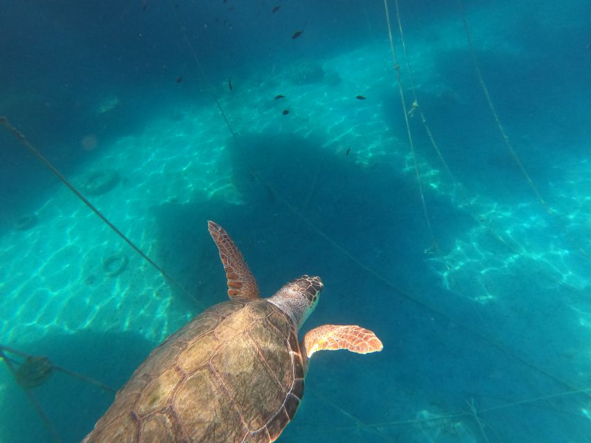 Chania: Stand-Up Paddleboard Small Group Tour - Who should book this Chania paddleboard tour?