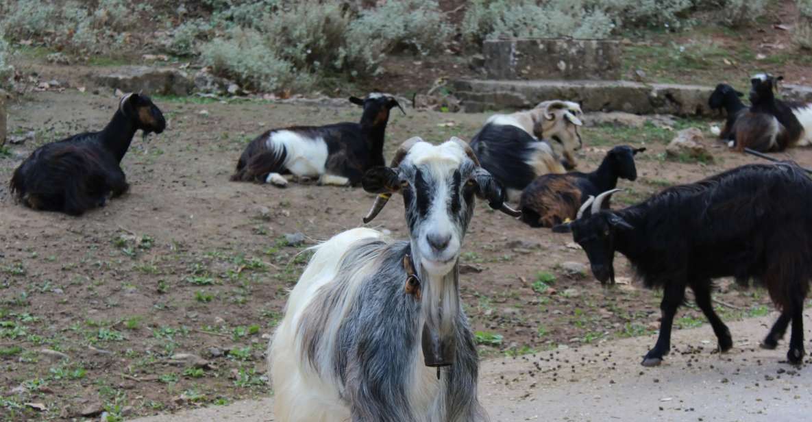 Chania White Mountains Private Tour: From Sea to Summit! - Meskla village and a traditional church