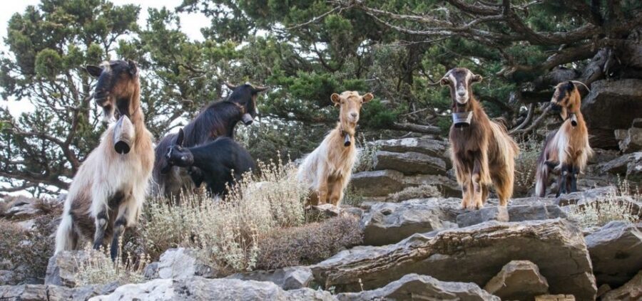 Chania: White Mountains Safari Tour with Lunch and Tastings - Sebronas Gorge to Omalos Plateau at 1,000 meters: the real off-road safari feel