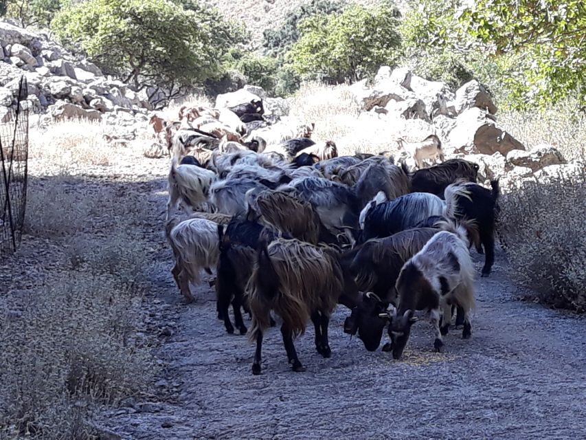 Chania: White Mountains Safari Tour with Lunch and Tastings - The return to Chania: sea viewpoints and groves that change fast