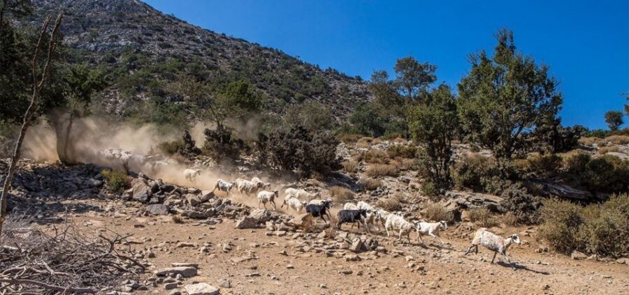 Chania: White Mountains Safari Tour with Lunch and Tastings - Who should book this and who should skip it