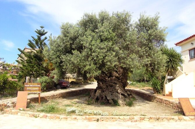 Cheese and Wine Tasting Tour From Chania - Pnevmatikakis Winery in Kissamos
