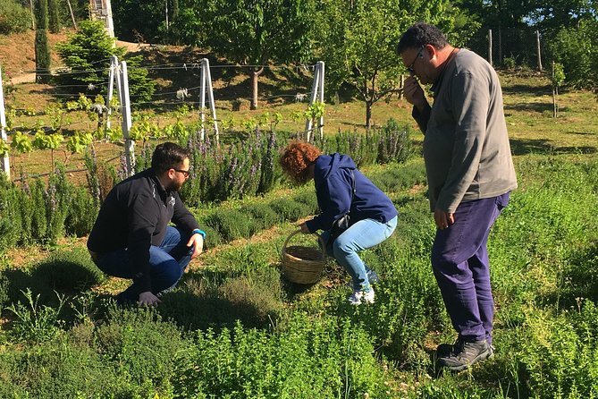 Cook like a local Greek Cooking lesson in Mt Pelion Greece - From the garden to the kitchen