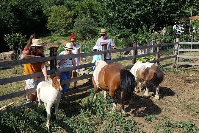 Cook like a local Greek Cooking lesson in Mt Pelion Greece - Arriving at Karaiskos Farm in Portaria