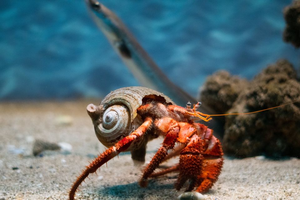 Corfu: Aquarium Entry Ticket with Guided Tour - Moving into the Reptile House