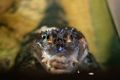 Corfu: Aquarium Entry Ticket with Guided Tour - Starting with lobsters, octopuses, and scorpion fish