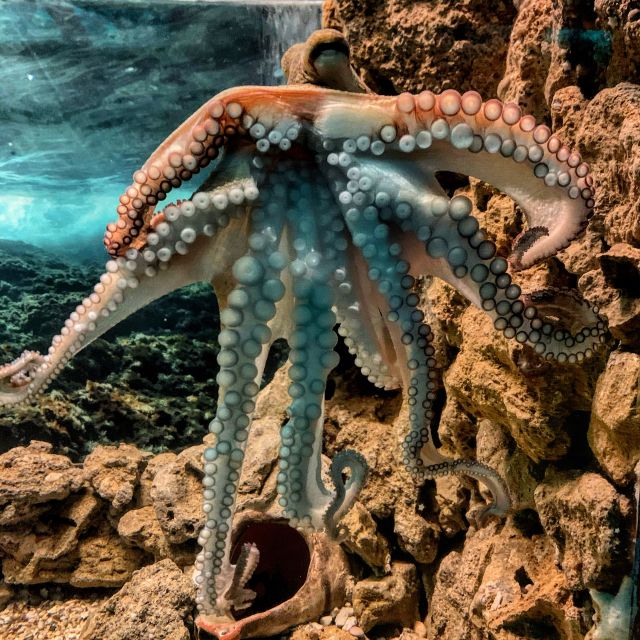 Corfu: Aquarium Entry Ticket with Guided Tour - How to make the most of the 45 minutes