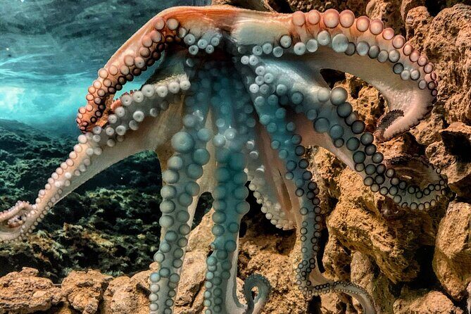 Corfu Aquarium Ticket with Tour Included - How Much Time You Need (and Why It’s a Good Fit)