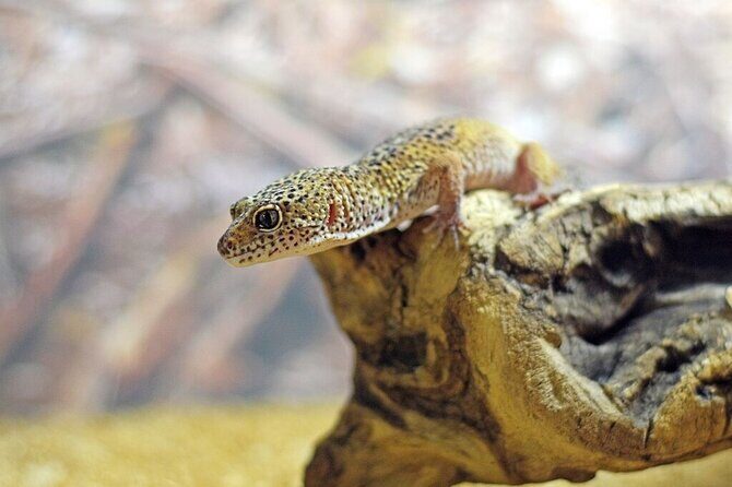 Corfu Aquarium Ticket with Tour Included - Who Should Book This Corfu Aquarium Tour?