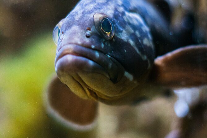 Corfu Aquarium Ticket with Tour Included - Simple Practical Tips for a Smooth Visit