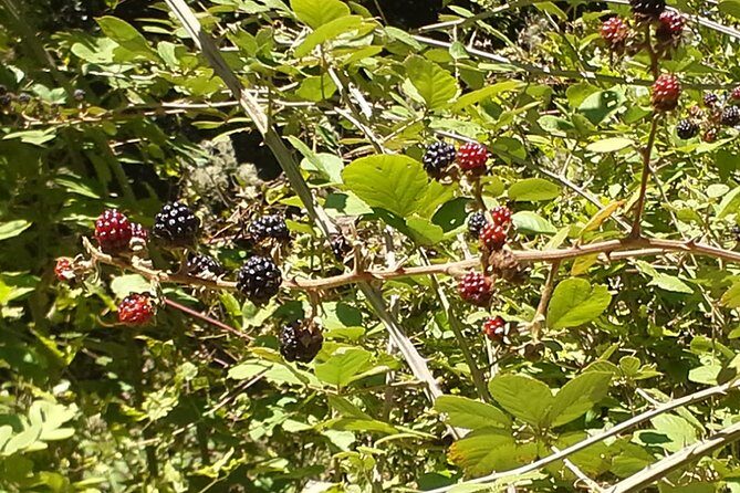 Corfu Countryside Hiking Tour - Difficulty and Safety: Who This Works For (and Who Should Skip It)