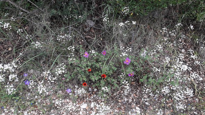 Corfu from Above: Hiking at the Highest Peak of Corfu - Walking the 9 km circular route