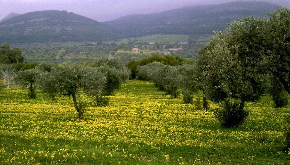 Corfu: Hiking in Olive Groves,Village,Sunset,with Swim Stop - How hard is the walk?