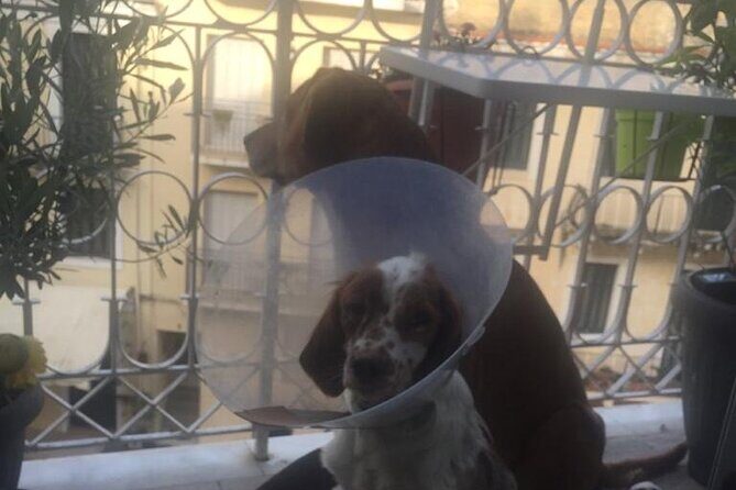 Corfu Old Town Guide Tour with Dog or City with 4 paws - Esplanada to Bosketo: what you see (and how) in 45 minutes
