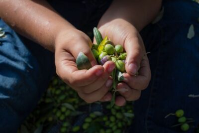 Corfu: Organic Olive Oil Farm Tour with Transfer and Tasting - Walking through the olive groves