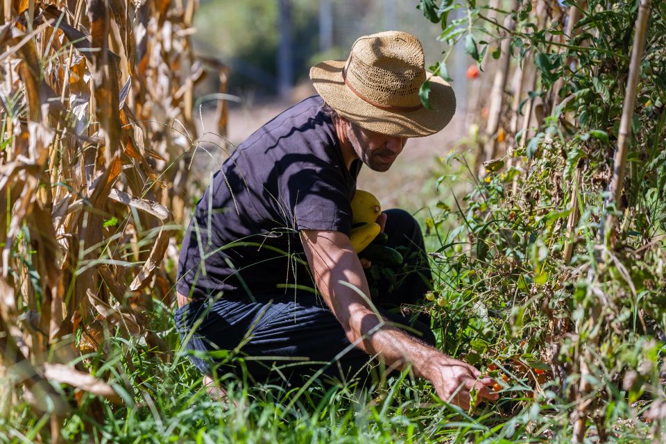 Corfu: Organic Olive Oil Farm Tour with Transfer and Tasting - What the $101 price means