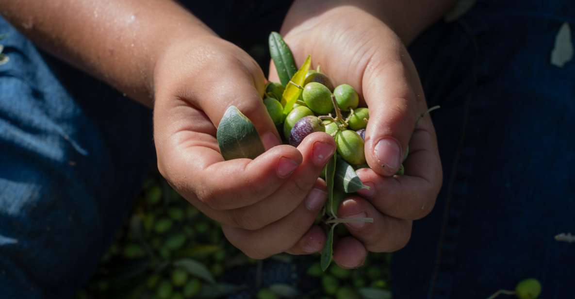 Corfu: Organic Olive Oil Farm Tour with Transfer and Tasting - Practical planning before you book
