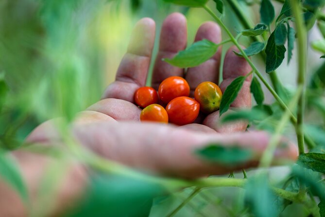 Corfu Organic Olive Oil Tasting at Family Farm - A private tour with a practical transport plan