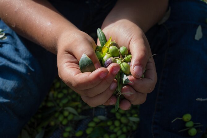 Corfu Organic Olive Oil Tasting at Family Farm - The olive oil tasting and seasonal produce