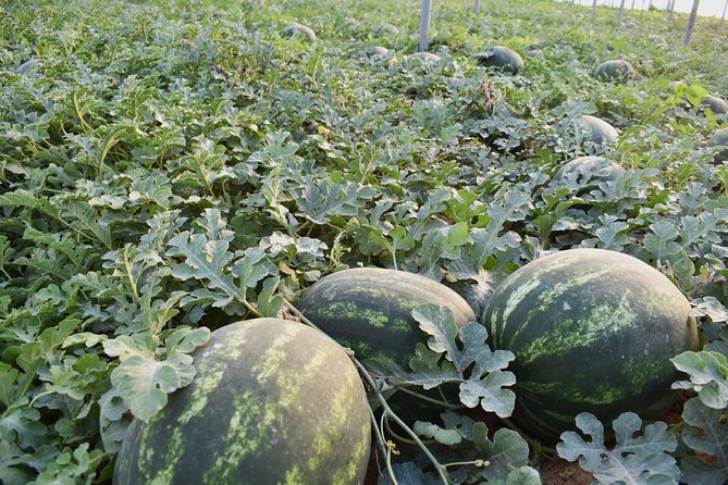 Cretan Farm Tour with Cheese-Making, Olive Oil Tasting & Picnic - Why the Three-Hour Length Works