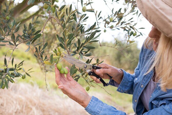 Cretan Wines & Olive oil tour - The treasures of Crete - Stironas Raki Distillery: The Methods, the Cellar, and Lunch