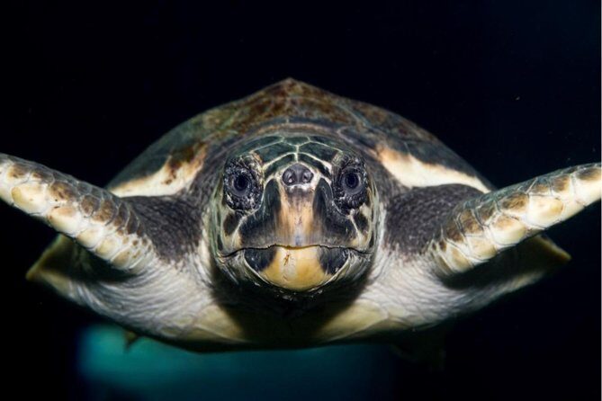 CRETAquarium Entrance Ticket in Crete - Quick highlights before you go
