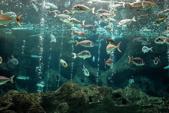 CRETAquarium Entrance Ticket in Crete - Audio guide: optional, but often worth it
