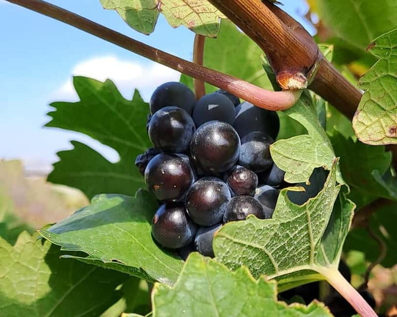Crete: 2 Wineries Private Tour with Wine Tasting & Lunch - Key Things I’d Look For Before Booking