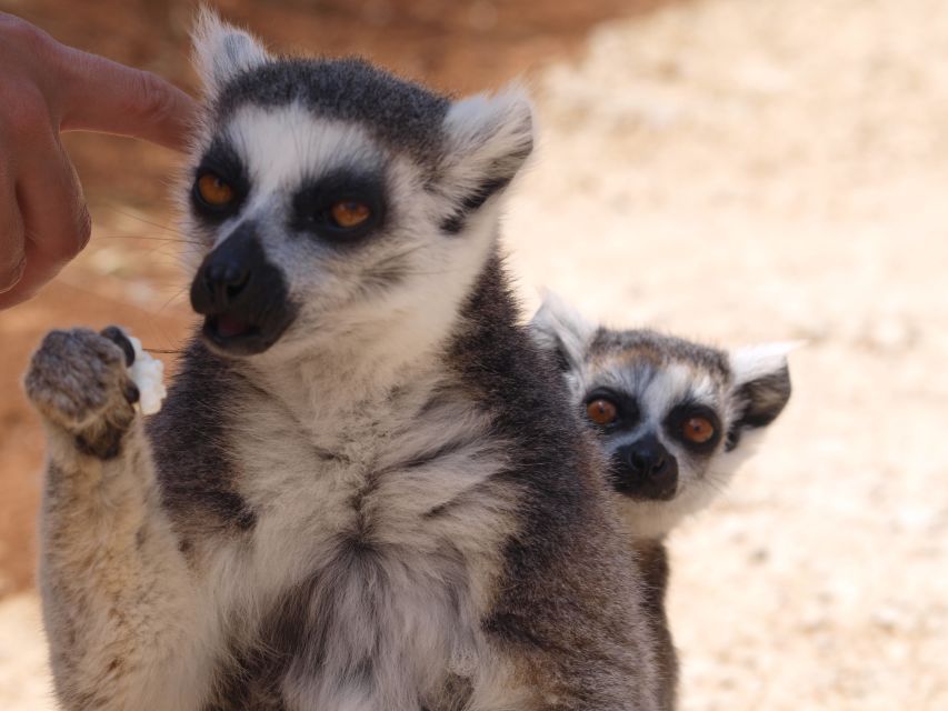 Crete: Agios Nikolaos, Kritsa and Amazonas Park Day Trip - Amazonas Park and the choice to meet the monkeys