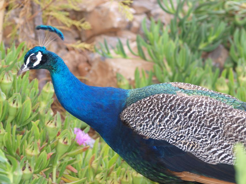 Crete: Agios Nikolaos, Kritsa and Amazonas Park Day Trip - How the eight-hour schedule feels