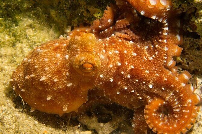 Crete-Chania: Snorkeling & Scuba Dive for Beginners by Boat - The Open-Water Scuba Session Up to 9–10 Meters