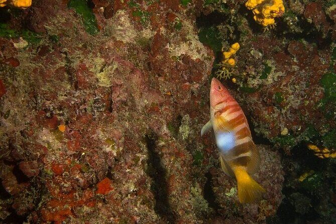 Crete-Chania: Snorkeling & Scuba Dive for Beginners by Boat - What’s Included: The Stuff That Turns This Into Value