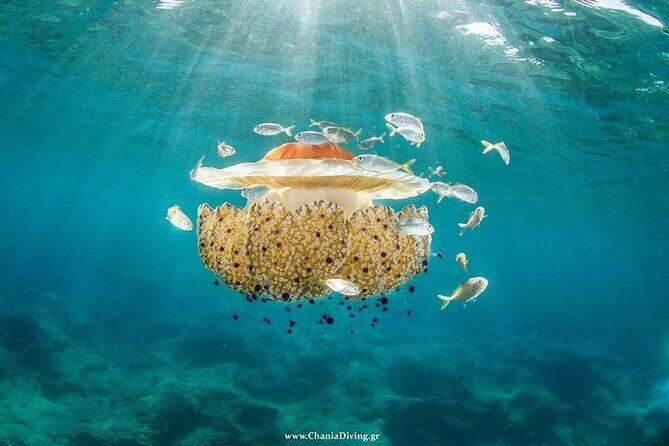Crete-Chania: Snorkeling & Scuba Dive for Beginners by Boat - Who This Trip Suits Best (And Who Should Think Twice)