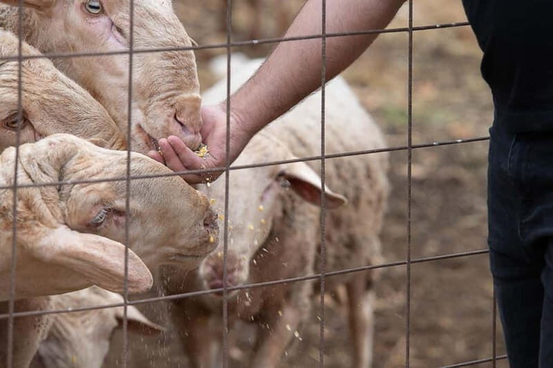 Crete: Farm Visit with Cheese Tasting and Milking Experience - More Than Cheese: Playground Time, Herbal Garden Walks, and Garden-to-Plate Snacks