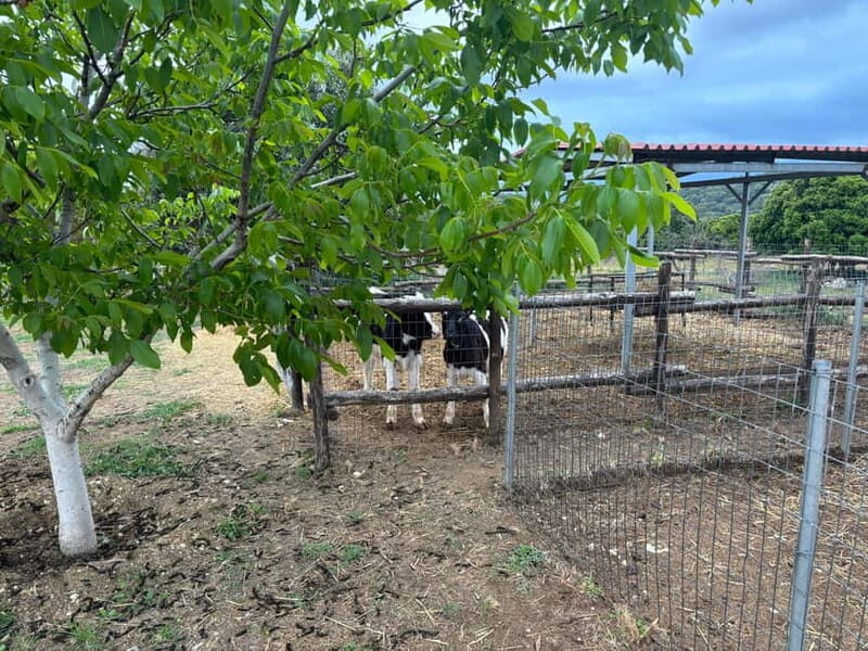 Crete: Farm Visit with Cheese Tasting and Milking Experience - Price and Logistics: What $29 Buys, and the One Thing You Must Plan